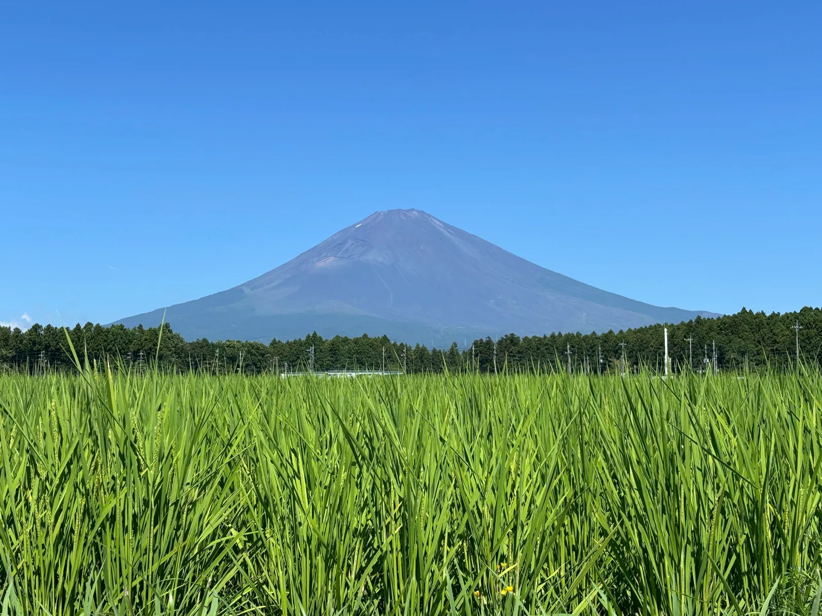 富士山を望むFUJI・HARVESTの田んぼ